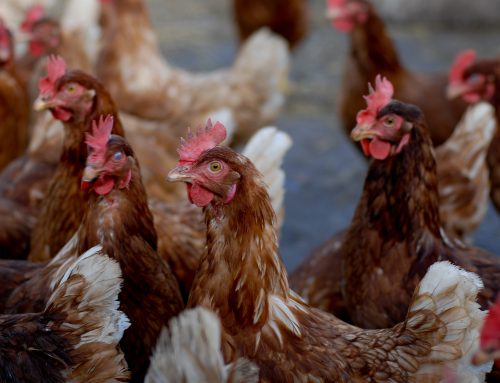 Canada restricts US poultry due to avian influenza (bird flu)