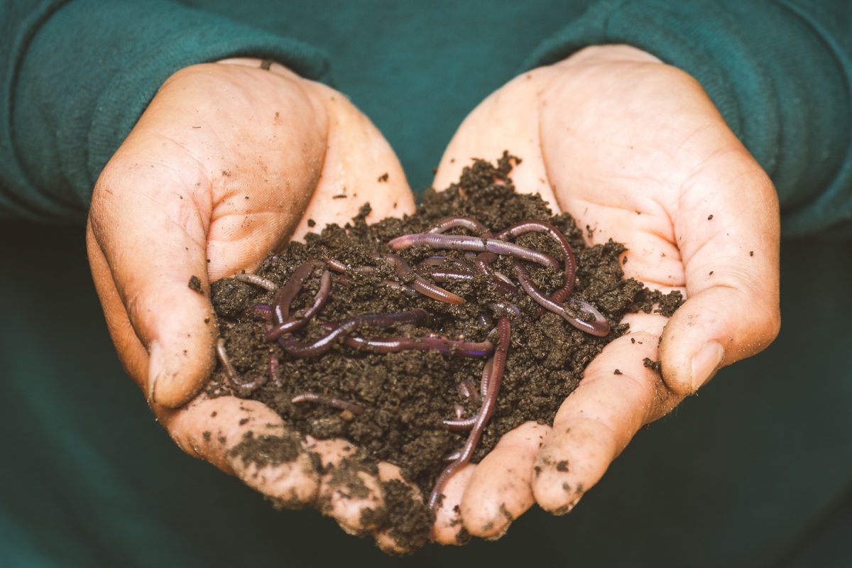 New PPQ 526 permit required for earthworm importers starting October 1