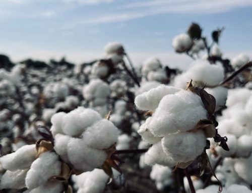 Fees on cotton imports set to increase on Nov. 28