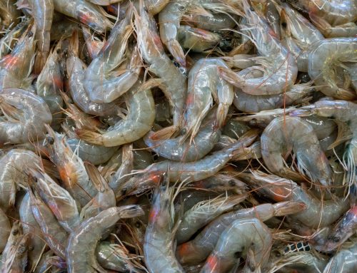 Importing shrimp: Eligible countries and guidelines