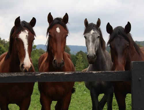 APHIS amends import regulations for horses